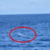 [안녕? 자연] 몸길이 9m 희귀 ‘흰색 향유고래’ 자메이카서 포착(영상)