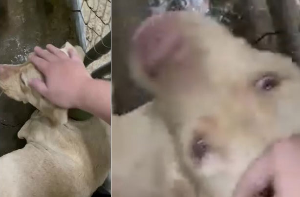[대만은 지금] 3세 아이를 물어 살해한 핏불, 안락사 위기