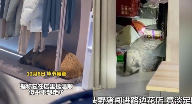 ‘잠만 자고 갈게’ 中 도시 곳곳에 야생 멧돼지 출현