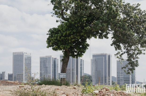 [여기는 중국] “나무 자른 공무원, 다 잘라!”…8000그루 베었다가 해임