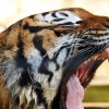 “선 넘은 건 사람인데” 동물원 호랑이 사살…지구상 단 100마리 멸종위기종