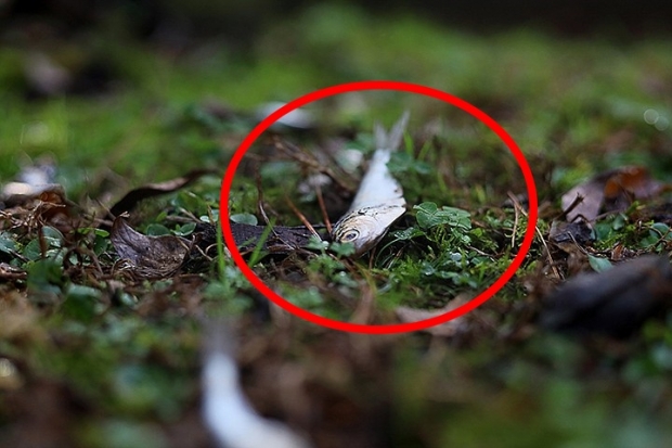 “하늘에서 ‘물고기 비(雨) 내렸다”…美 도심서 드문 현상 포착