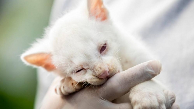 “고양이 아냐…맹수 혈통이야” 화이트 재규어런대 첫 발견