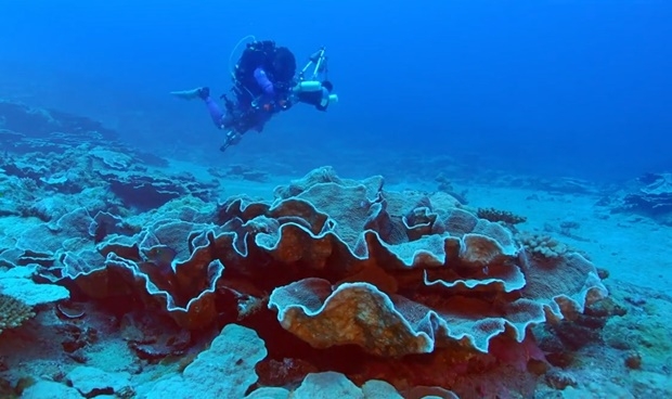 [지구를 보다] ‘바닷속 밀림’ 청정 원시 산호초 발견…장미 형상 진귀