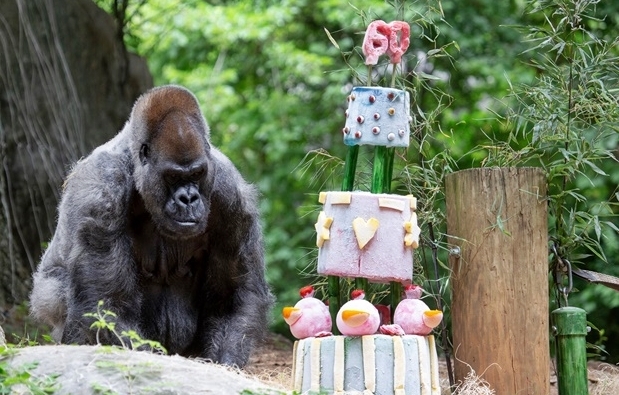 세계 최고령 수컷 고릴라 61세로 숨 거둬…코로나 합병증 의심