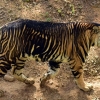 [와우! 과학] 전 세계 몇 없는 희귀 흑호(黑虎), 검은호랑이 인도서 포착