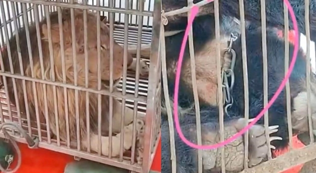[여기는 중국] 비좁은 우리에…쇼핑몰에 사자·곰 야생 동물 전시 논란