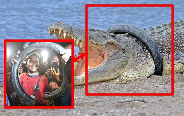 [월드피플+] 악어 목 옥죈 폐타이어 6년 만에 싹둑…족쇄 풀어준 용감한 청년