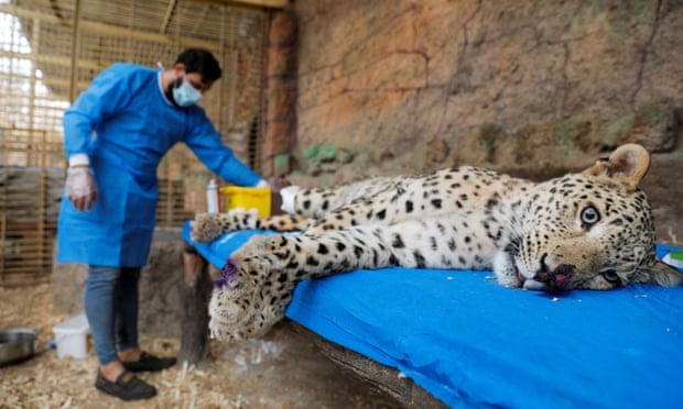 [안녕? 자연] 다리 잘리고 송곳니 잃고…멸종위기 페르시아 표범의 현실