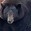 “피자 내놔!” 민가 계속 침입해 안락사 위기 처한 뚱보 곰의 사연