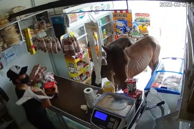 “먹을 것 좀…” 한낮 식료품점에 난데없이 나타난 말들