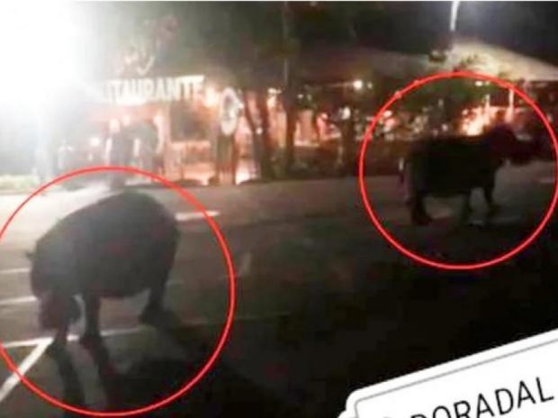 도심 밤거리에 나타난 ‘마약왕 하마’..130마리 살처분 논쟁