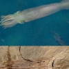 [핵잼 사이언스] 오징어+문어?…가장 오래된 3억년 전 ‘흡혈오징어’ 조상 발견