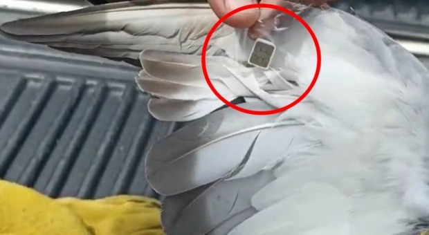 죄수들에게 휴대폰 몰래 전달한 범인...잡고보니 훈련된 비둘기