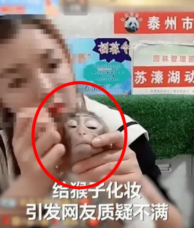 [여기는 중국] 사육사가 원숭이에 강제로 눈화장…틱톡서 화장품 판매