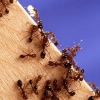 개미의 사회성은 전파된다?...사회성 만드는 개미 슈퍼 유전자 발견