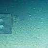 [와우! 과학] 수심 8000m 바닷속에도 생명체가…심해 해삼류 발견