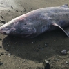 500년 사는 희귀 그린란드 상어, 英 해안가서 사체로 발견