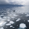 [안녕? 자연] “펭귄이 왜 여기에”…남극서 포착된 기후위기 징후