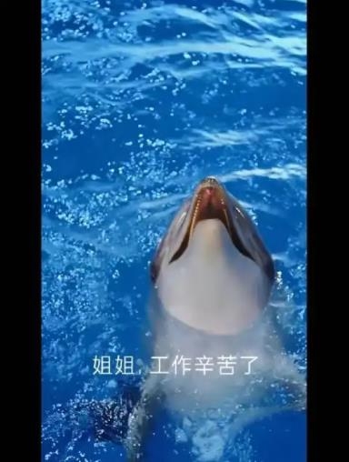 돌고래 피부 껍질로 마스크팩을?...中 업체 동물 학대 논란