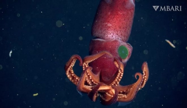 [핵잼 사이언스] 두 눈 크기도 짝짝…심해사는 희귀 ‘딸기 오징어’ 포착