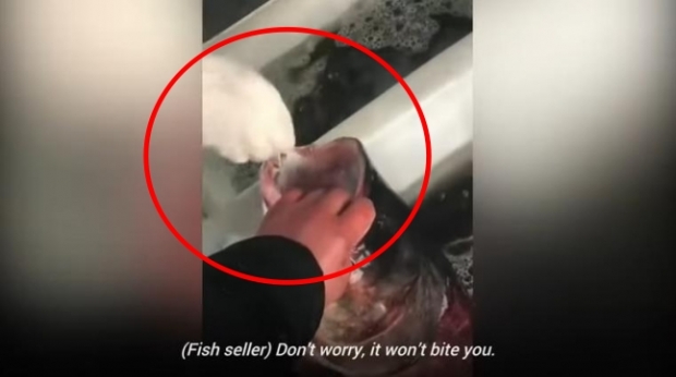 [영상] “물고기도 ‘코로나 양성’이면 격리?”…中 생선 PCR 검사 논란