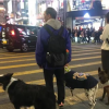 “홍콩은 사람도, 동물도 살 수 없는 곳”...반려동물 강제폐사 반발 시 징역 선고