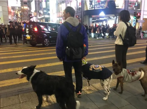 “홍콩은 사람도, 동물도 살 수 없는 곳”...반려동물 강제폐사 반발 시 징역 선고