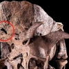 [다이노+] 구멍이 뻥…유명 트리케라톱스 화석서 전투 상처 발견