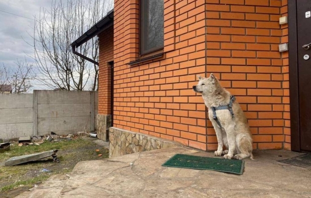 성폭행·살해당한 주인 한 달째 기다리는 우크라 충견의 사연