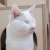 [애니멀S] 마음으로 세상을 보는 고양이 흰둥이와 피오나