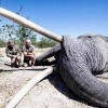 희귀 코끼리 사냥하고 자랑질…보츠와나 ‘트로피 헌팅’ 논란