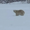 [안녕? 자연] ‘녹은 얼음 탓’에 길 잃은 북극곰, 캐나다서 총살 당해