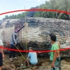 [안녕? 자연] ‘18m 향유고래’ 사체 발견 잇따라…“사인 미스터리”