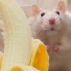 [핵잼 사이언스] 수컷 쥐는 바나나 무서워한다?…냄새맡고 스트레스↑