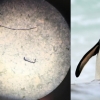 [안녕? 자연] 지구촌 미세플라스틱 공습…남극의 눈에서도 첫 발견