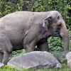 “코끼리는 사람이 아니다”…美 법원 ‘동물원 코끼리’ 자유 불허