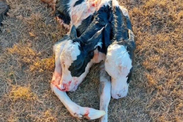 [여기는 남미] 목부터 따로 달린 쌍두 젖소 “흔하지 않은 기형”