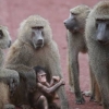 탄자니아서 원숭이에 납치된 신생아 사망…곳곳서 ‘원숭이 비극’