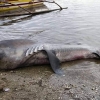 대지진의 전조?…메가마우스 상어, 필리핀 해안서 발견