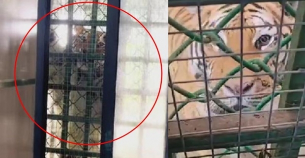 [여기는 중국] 화장실서 볼일 보는데 호랑이가 물끄러미?…中 동물원 논란