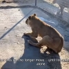 멕시코 동물보호소에 무슨 일…굶주림에 꼬리 뜯어먹은 사자들 (영상)