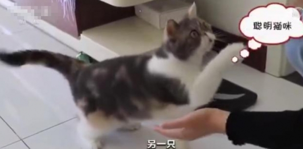 “고양이 촬영해 돈 법니다”...반려동물로 돈버는 중국인 무려 5천만명