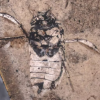 [핵잼 사이언스] 中서 ‘다리에 알 품은’ 1억 6350만년 전 곤충 발견