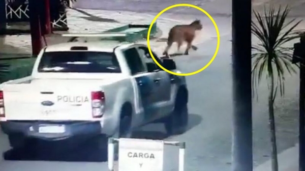 [여기는 남미] 아르헨 해변도시에 야생 퓨마 4마리 어슬렁…외출자제에 휴교까지