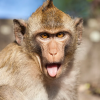 [여기는 일본] 日경찰, ‘불량 원숭이’에 수배령…“최소 18명 부상”