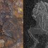 [핵잼 사이언스] 진짜 목숨을 건 사랑…떼죽음 당한 4500만 년 전 개구리 화석 발견
