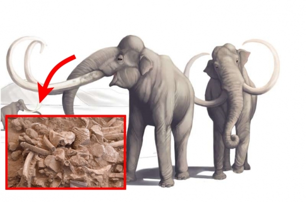 [핵잼 사이언스] 3억 7000만년 전 사냥당한 매머드…‘북미 정착 시기’ 새로 쓰나