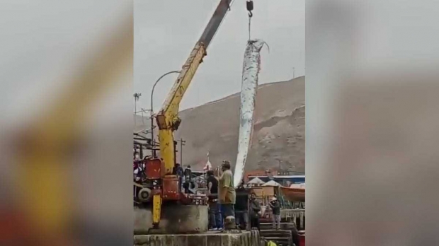 초대형 산갈치 등장에 긴장한 에콰도르...”초대형 지진 온다”