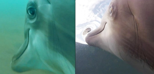 [핵잼 사이언스] 우영우도 모르는 비밀…돌고래 눈으로 본 먹이사냥